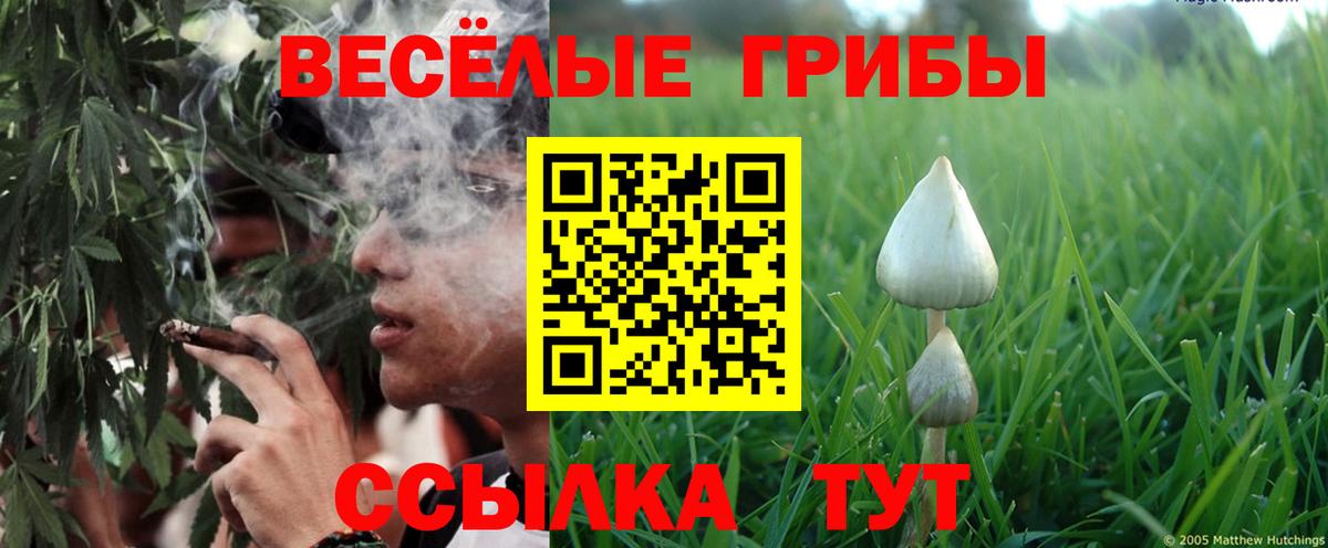 Галлюциногенные грибы Psilocybine cubensis Георгиевск